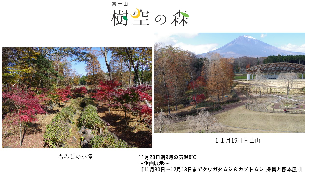 富士山樹空の森2020年1月の富士山写真.JPG