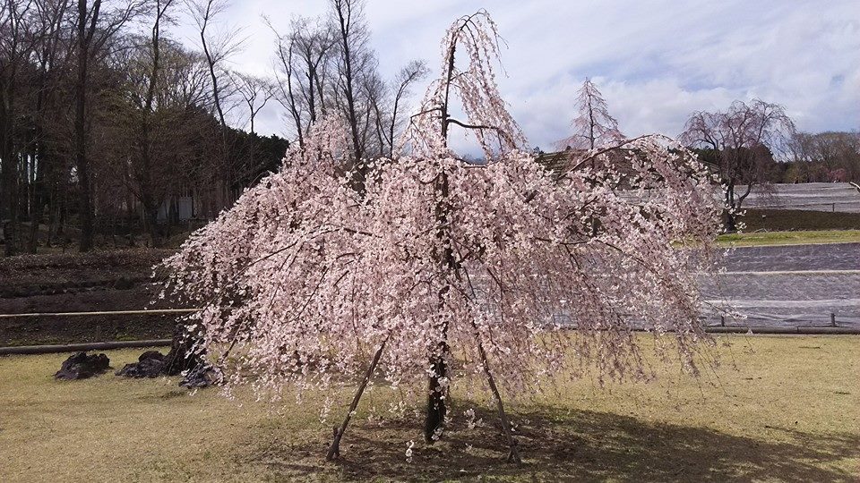 枝垂れ桜　溶岩広場１.jpg