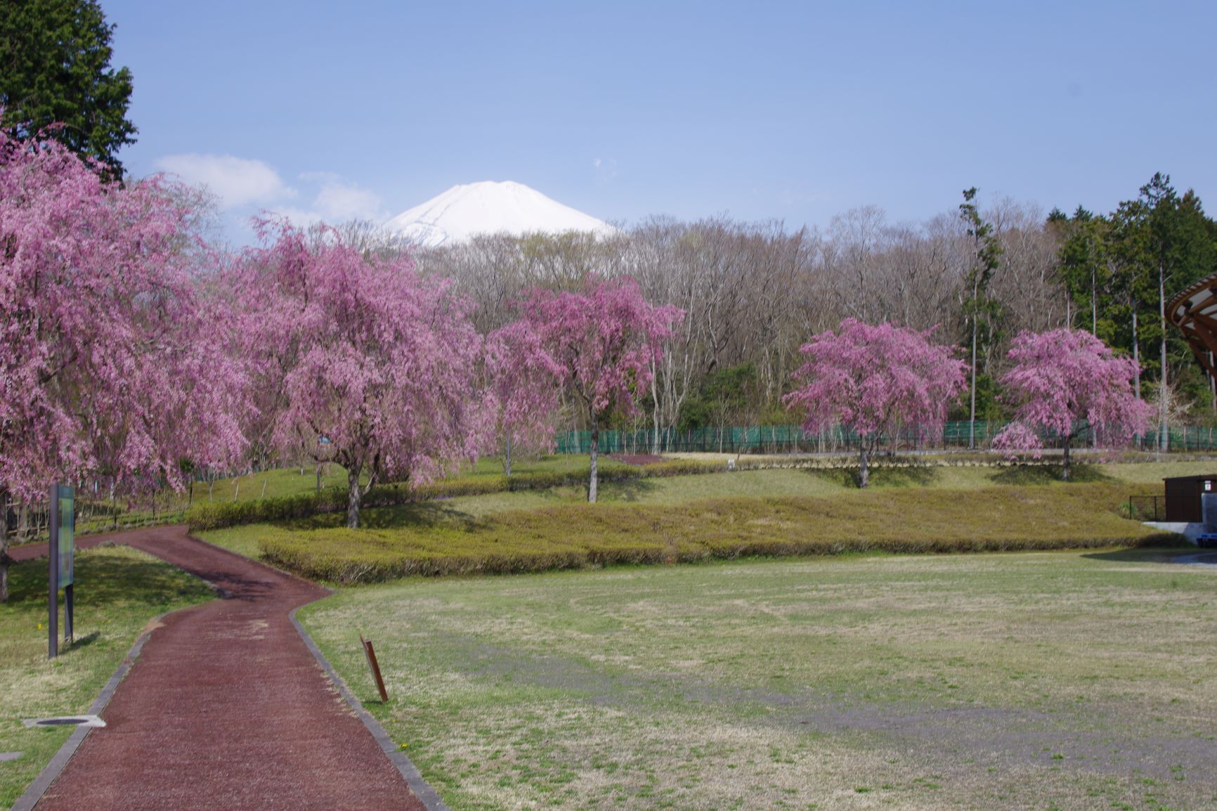 桜と富士山.JPG