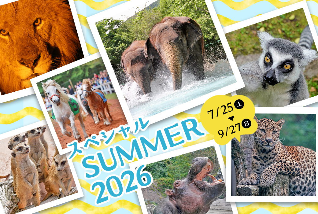 スペシャルSUMMER2026.jpg