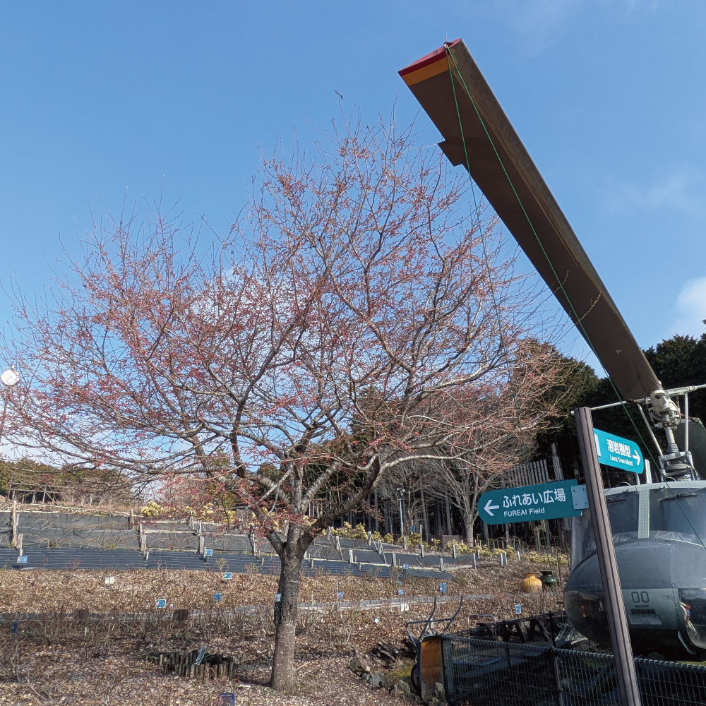 sakura20260328_helicopter1.jpg