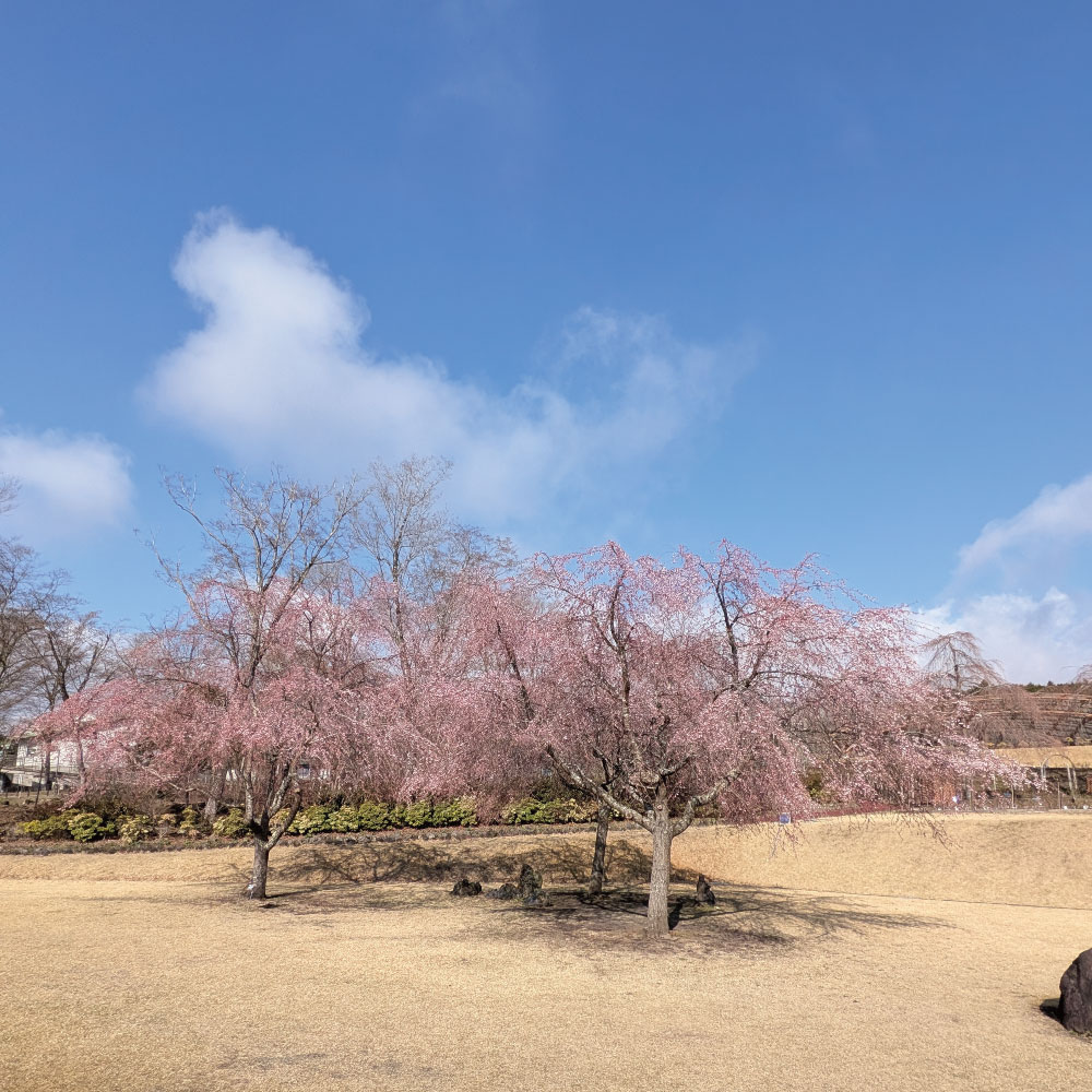 sakura20260328_yogan1.jpg