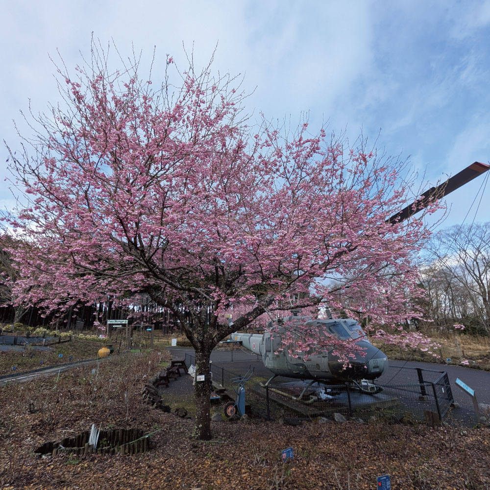 sakura20260402_5.jpg