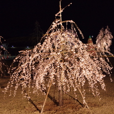 夜桜ライトアップ