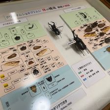 カブトムシ・クワガタムシ-採集と標本展-