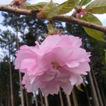 関山(七色桜)