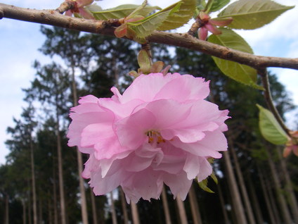 関山(七色桜)