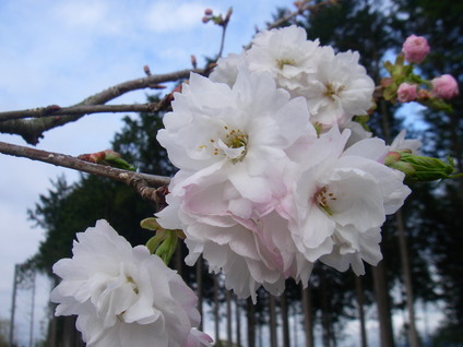 蘭蘭(七色桜)