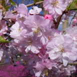 ヤエベニシダレ桜