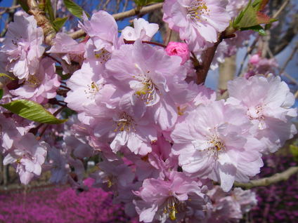 ヤエベニシダレ桜