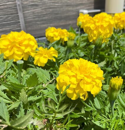 マリーゴールド