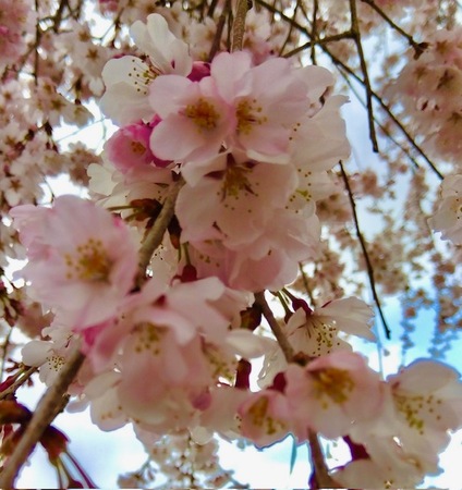 糸桜(イトザクラ)