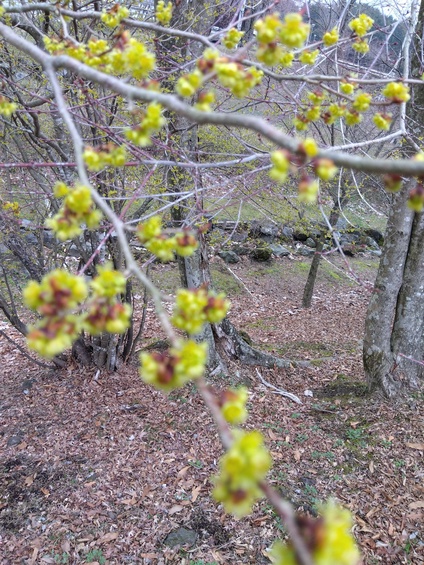 檀香梅(ダンコウバイ)