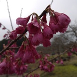 寒緋桜(カンヒザクラ)