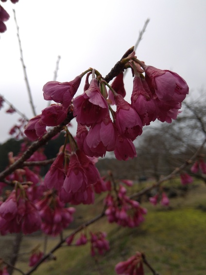 寒緋桜(カンヒザクラ)